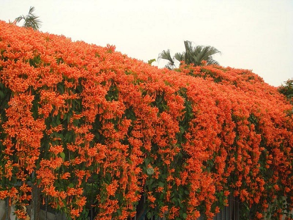 HOA LEO CHÙM ỚT (HOA LEO RẠNG ĐÔNG) - chậu cây lớn