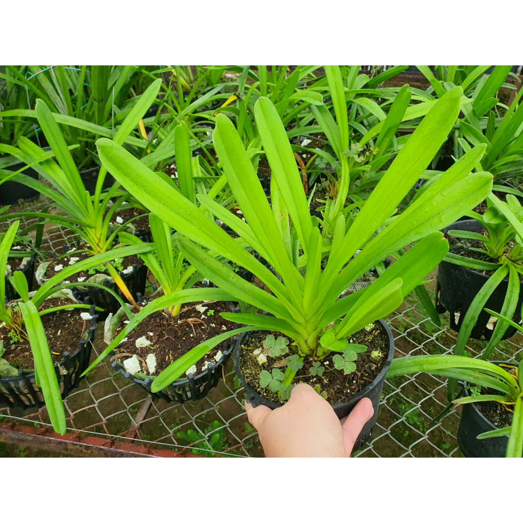 HOA LAN  Kiếm Phan Trí GIỐNG Năm 3