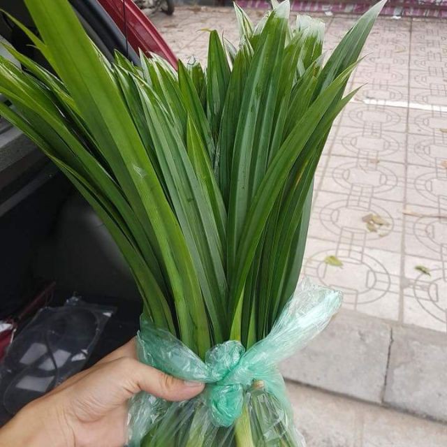 1kg LÁ NẾP THƠM (LÁ DỨA THƠM ) tươi sạch nhà trồng