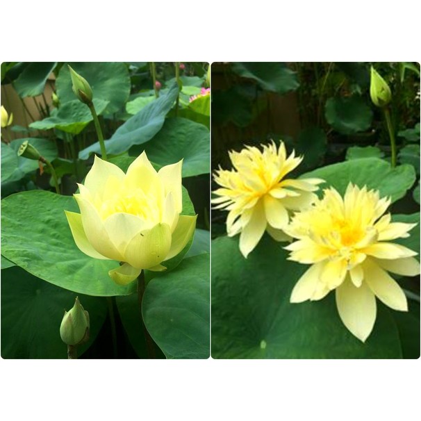 Củ giống hoa sen vàng " Autumn in moling "