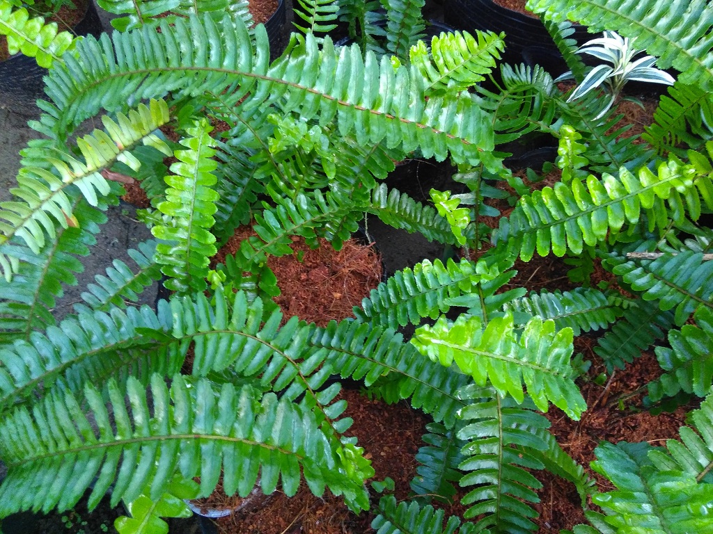 Dương xỉ lá me rễ trần