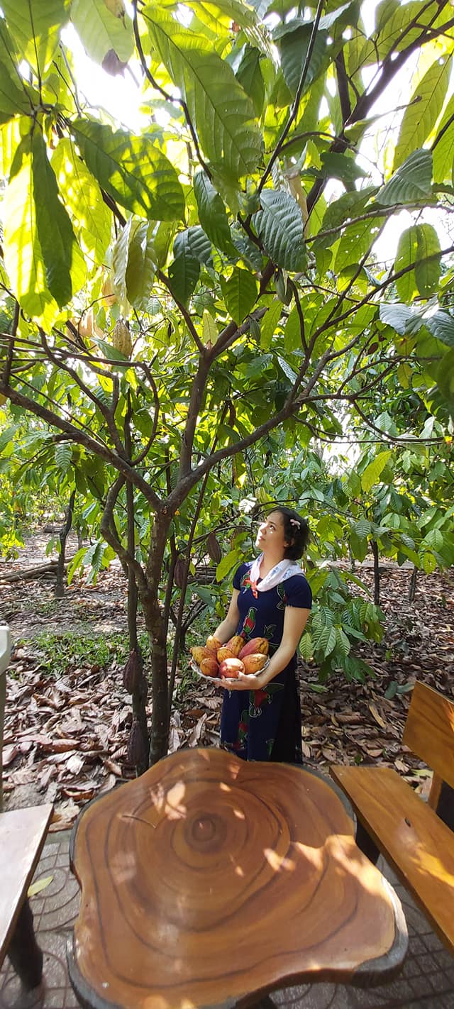 Cây cacao giống cho trái sớm