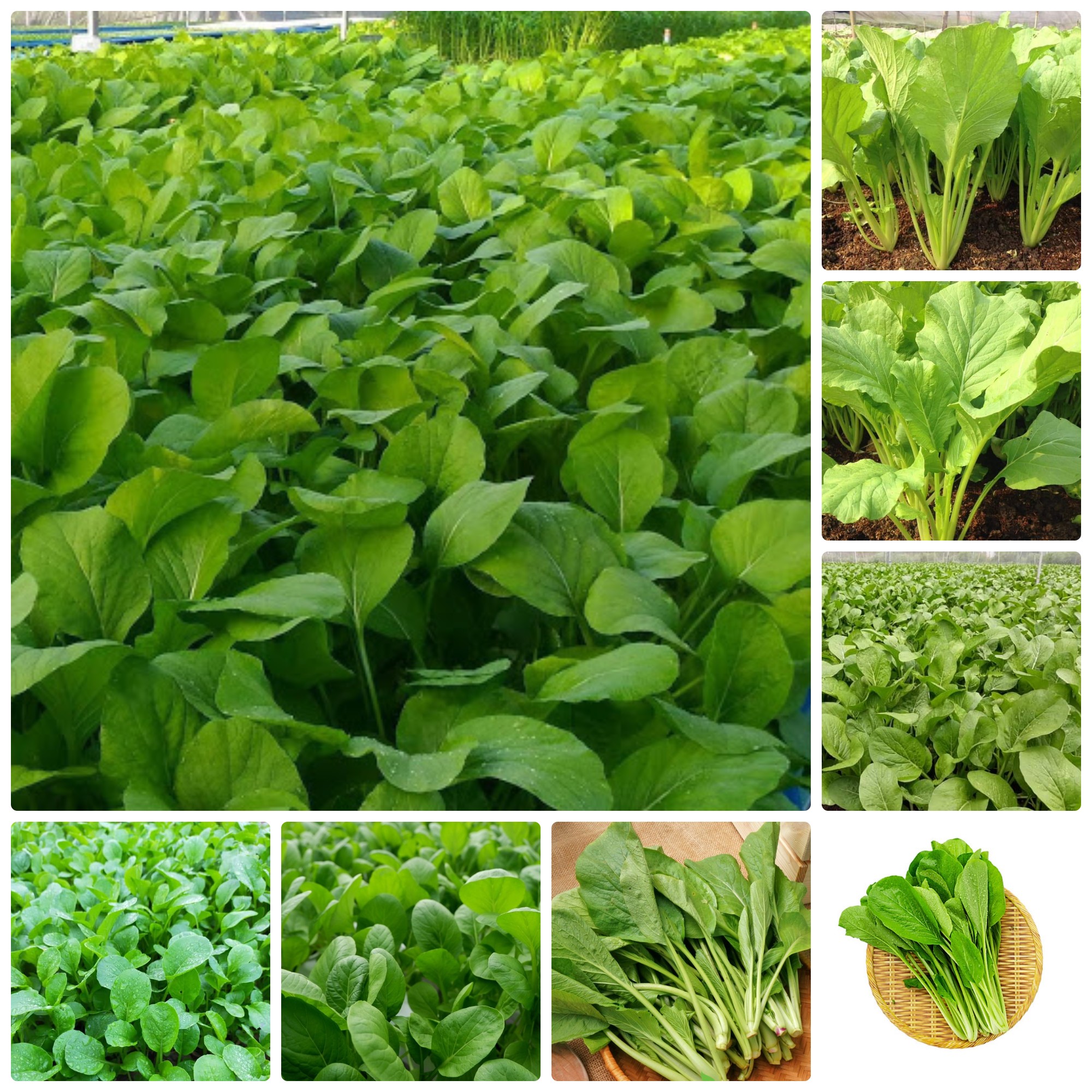 Hạt giống Cải ngọt gói 50gr