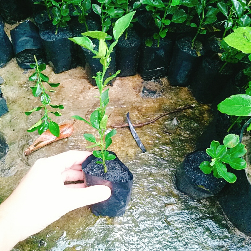 Cây Chúc (chanh thái) - Cây chanh ăn lá ( chanh hấp gà)