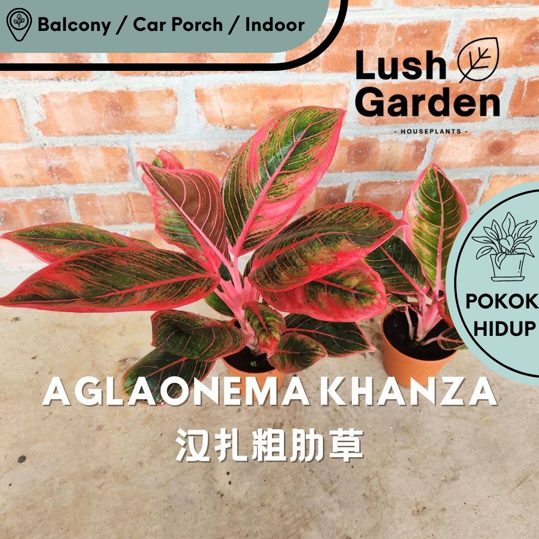 Aglaonema Khanza  105mm Pot Live Plant Rare Indoor Plant Pokok Hiasan  Keladi Pokok Viral [Lush Garden] Pinky Red Edge And Veins Stem Quality  Plant At Affordable Price - Lazada | Lazada