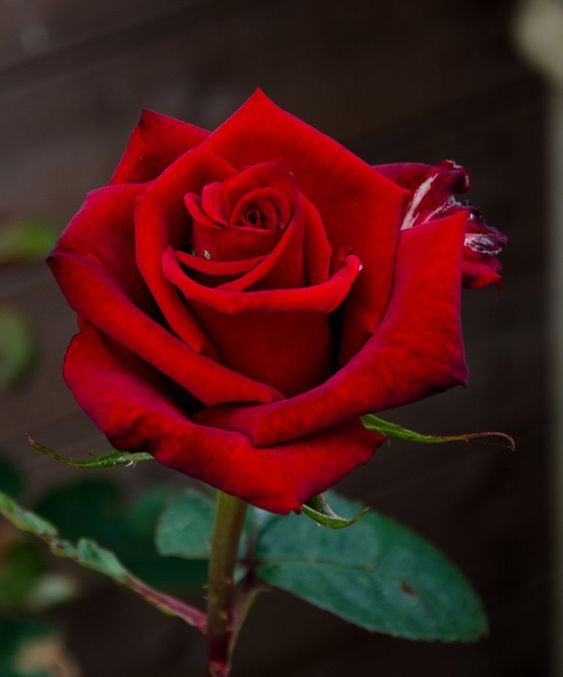 Cây hoa hồng nhung luôn là một trong những điểm nhấn của cảnh quan. Với hình ảnh của cây hoa hồng nhung trong khung hình nền, bạn sẽ cảm nhận được sự toàn vẹn, mạnh mẽ và đầy sức sống. Không chỉ đơn thuần là hình nền, đó còn là một thước phim tinh tế về mẫu hoa nổi tiếng của thế giới.