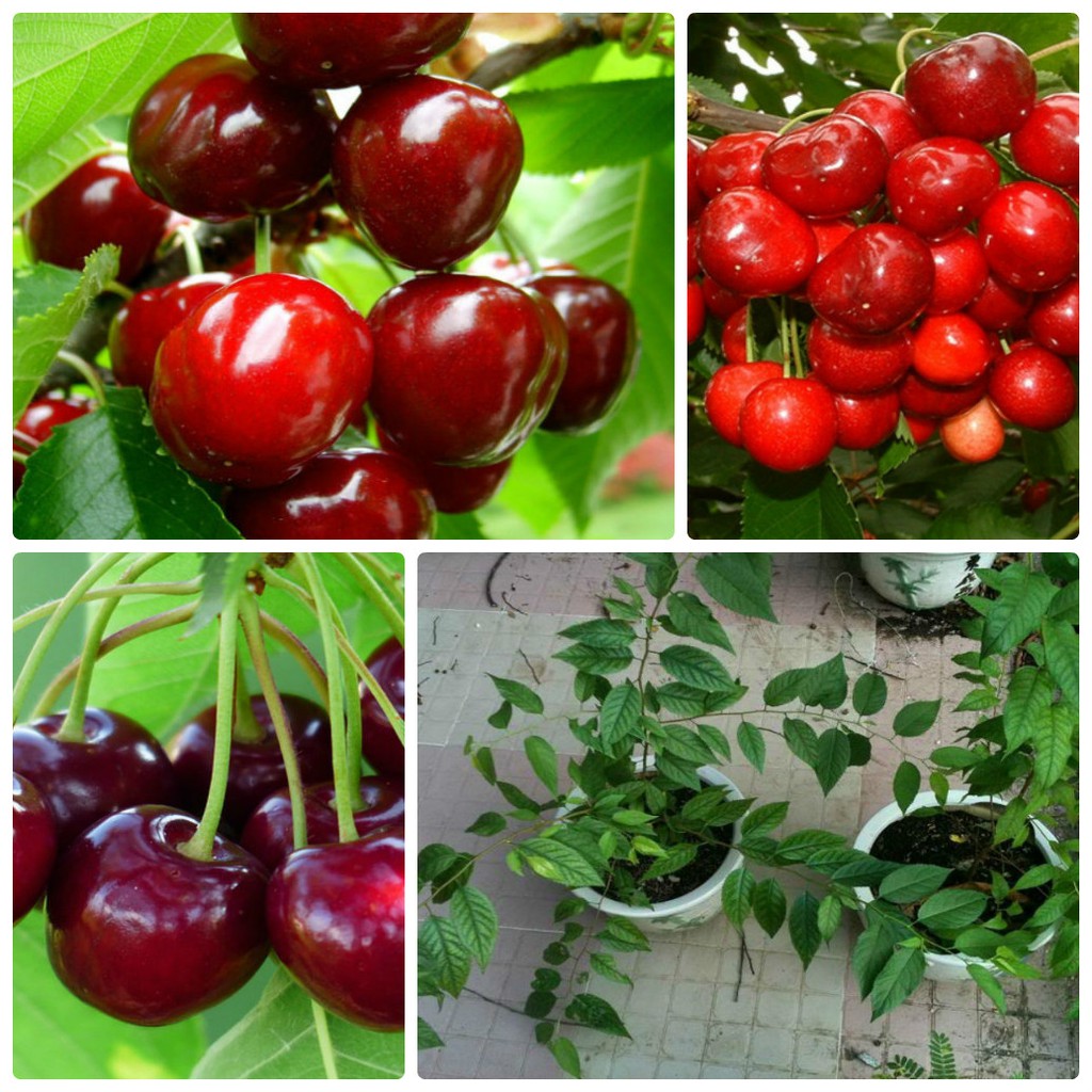 Hạt giống Cherry Mỹ F1 - Gói 0,5Gr