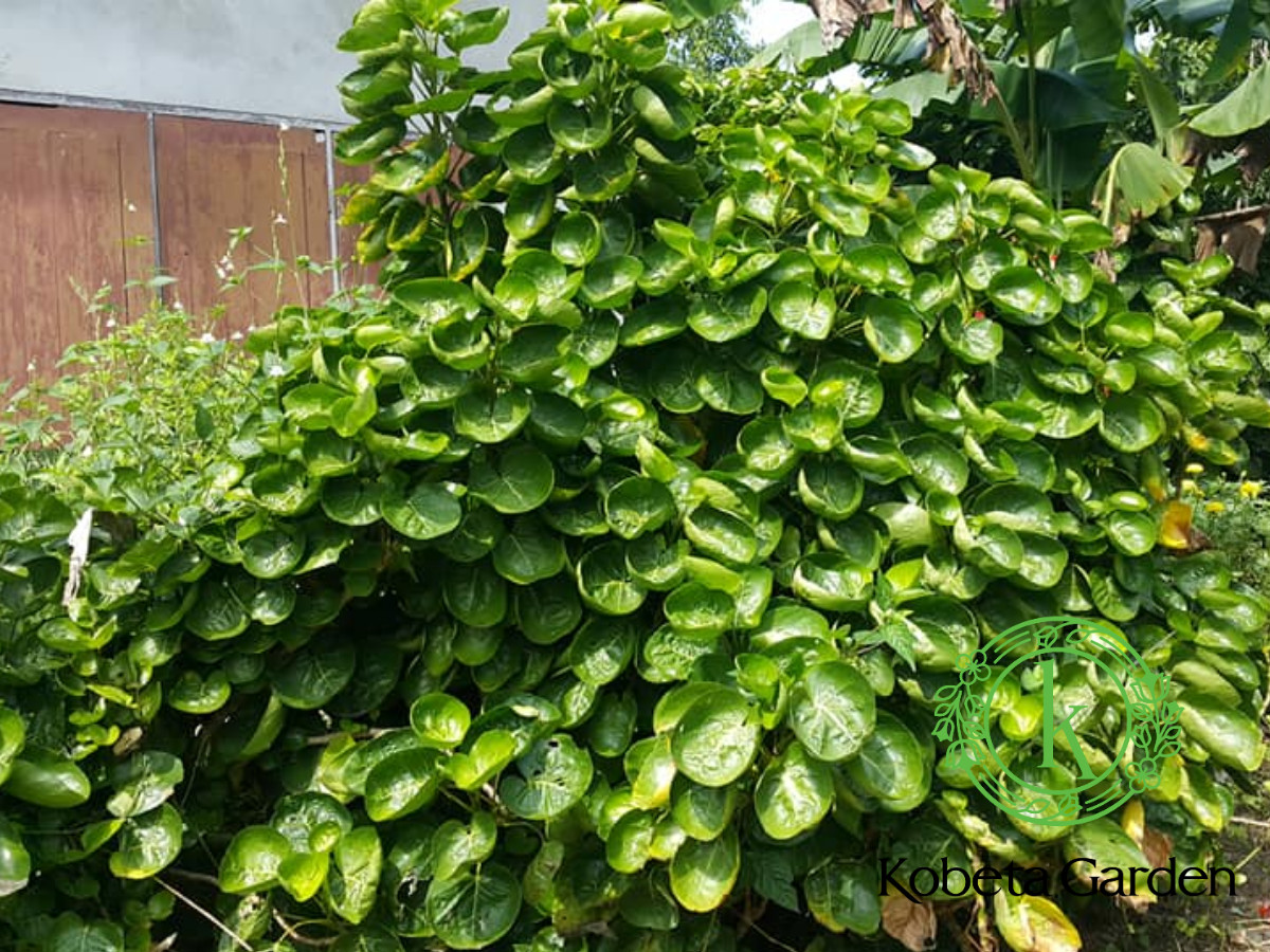 CÂY ĐINH LĂNG LÁ TRÒN THÁI LAN - cây giống