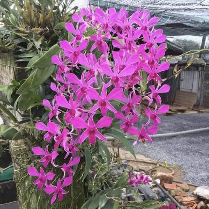 HOA LAN DENRO PINK XƯA XỔ 5%