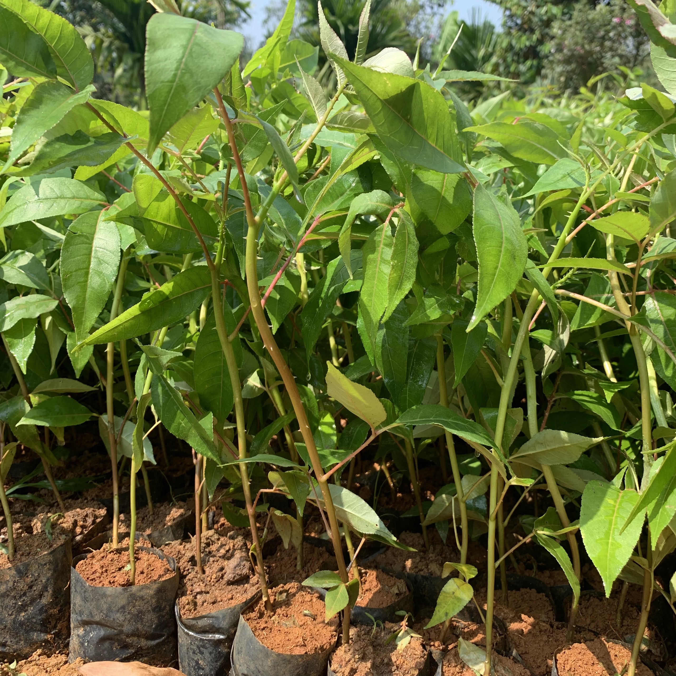 Giống cây Mắc Khén