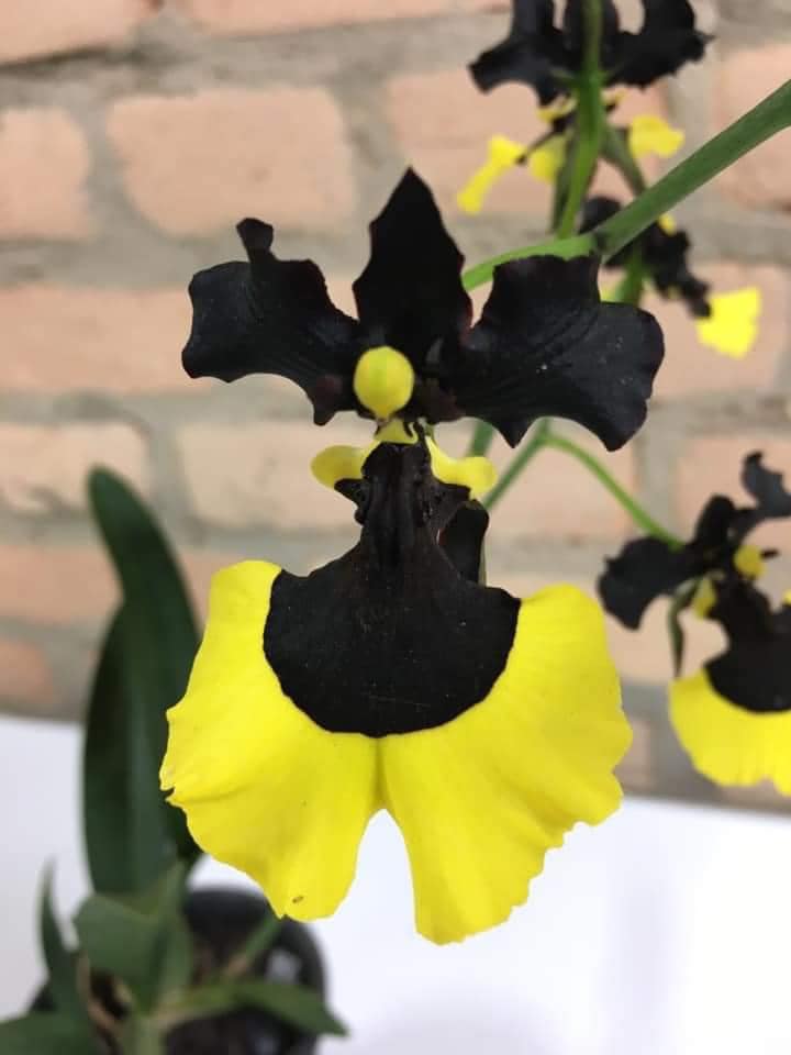 Hoa lan vũ nữ phù thủy( vũ nữ mặt quỷ) hàng giống