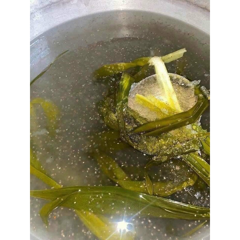 SET Mủ TRÔM HẠT CHIA LÁ DỨA