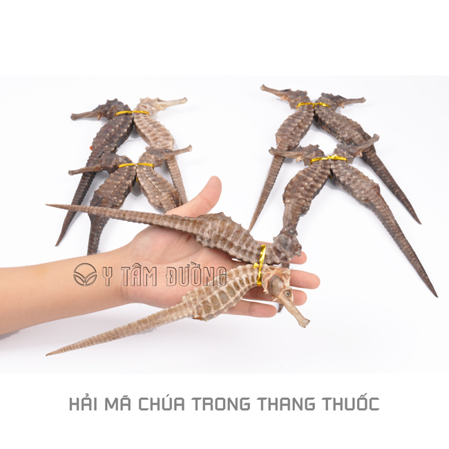 Thang Sâm Nhung H.Mã ngâm 4 lít