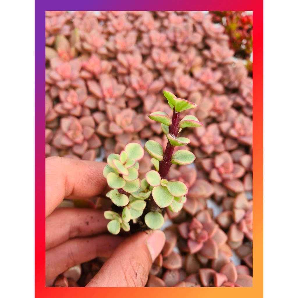 SEN ĐÁ ĐÔ LA SIZE MINI, LỖI 1 ĐỔI 1
