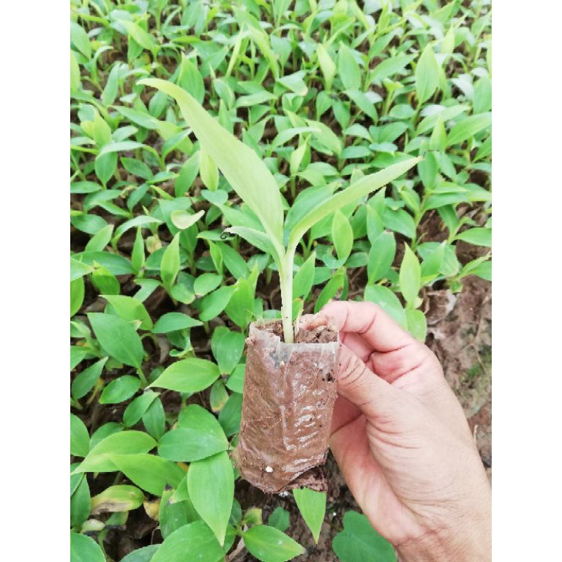 Cây giống chuối tiêu đỏ cây mô F1