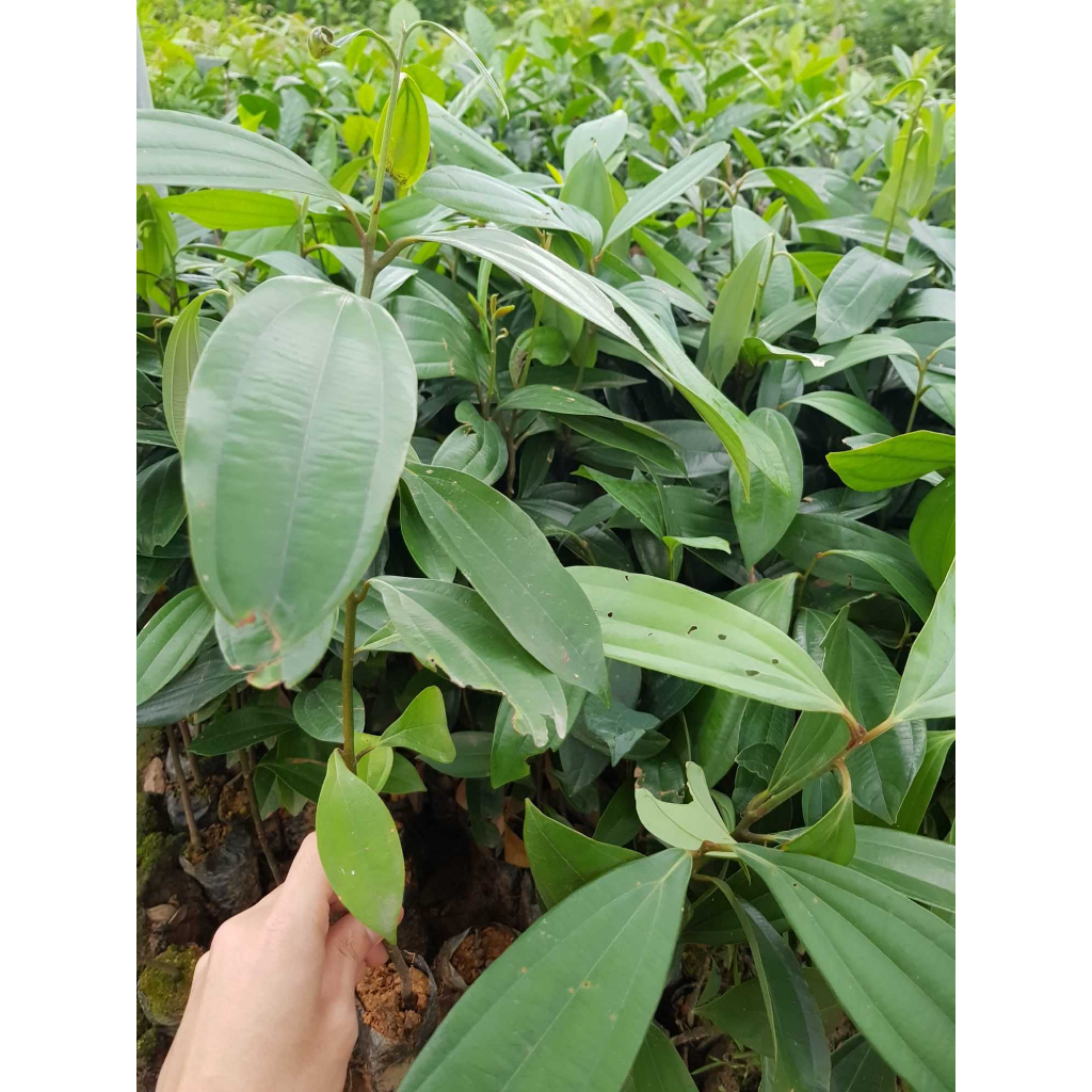 Cây quế giống - cam kết chuẩn giống