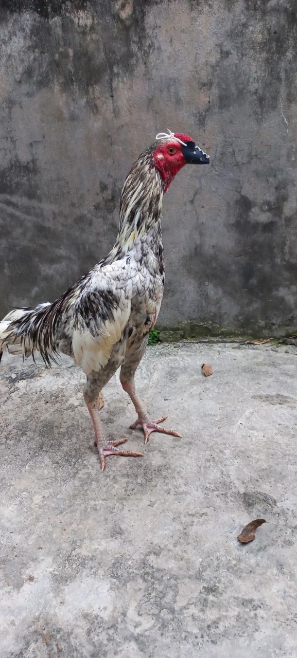 Bịt Mỏ Gà Chọi - Chất Liệu Da Dầy