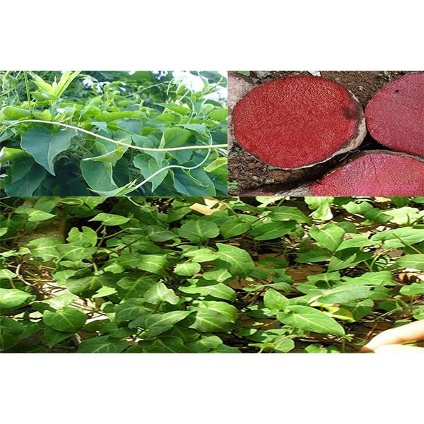 bầu cây giống cây hà thủ ô đỏ xịn