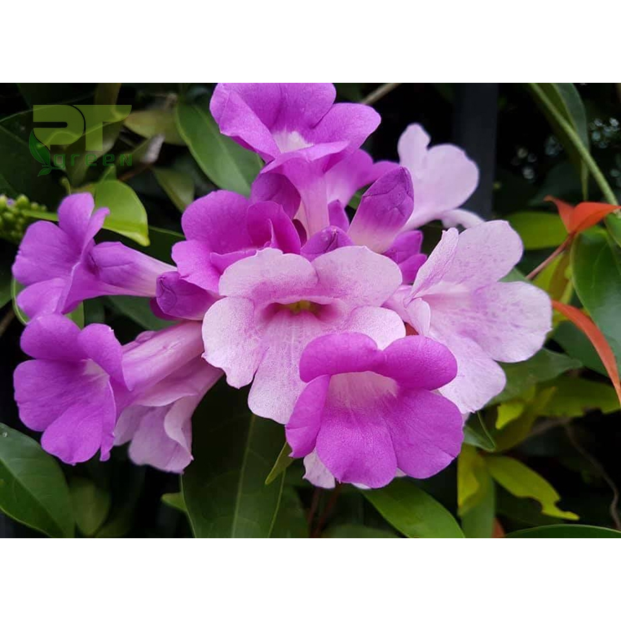 1 bầu cây giống hoa lan leo tỏi tím