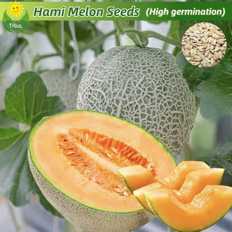 100 Legit Fresh Hami Melon Seeds Fruit Seeds for Planting (70 Seed