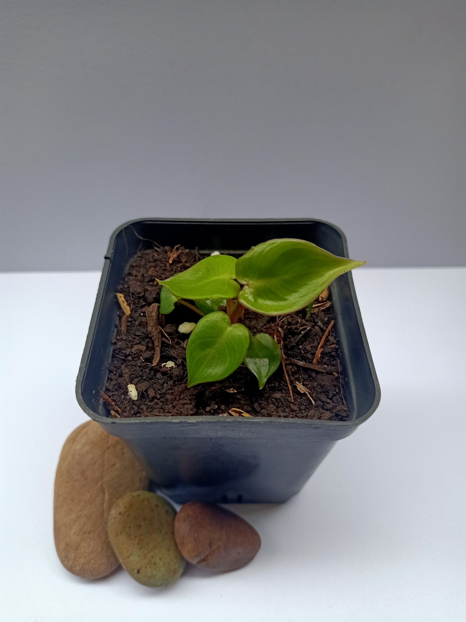 Hạc Cam (Philodendron Billitae)