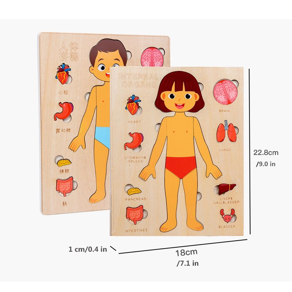Children's Tabletop Toys Multi-Layer Wooden Human Body Puzzle Boys ...