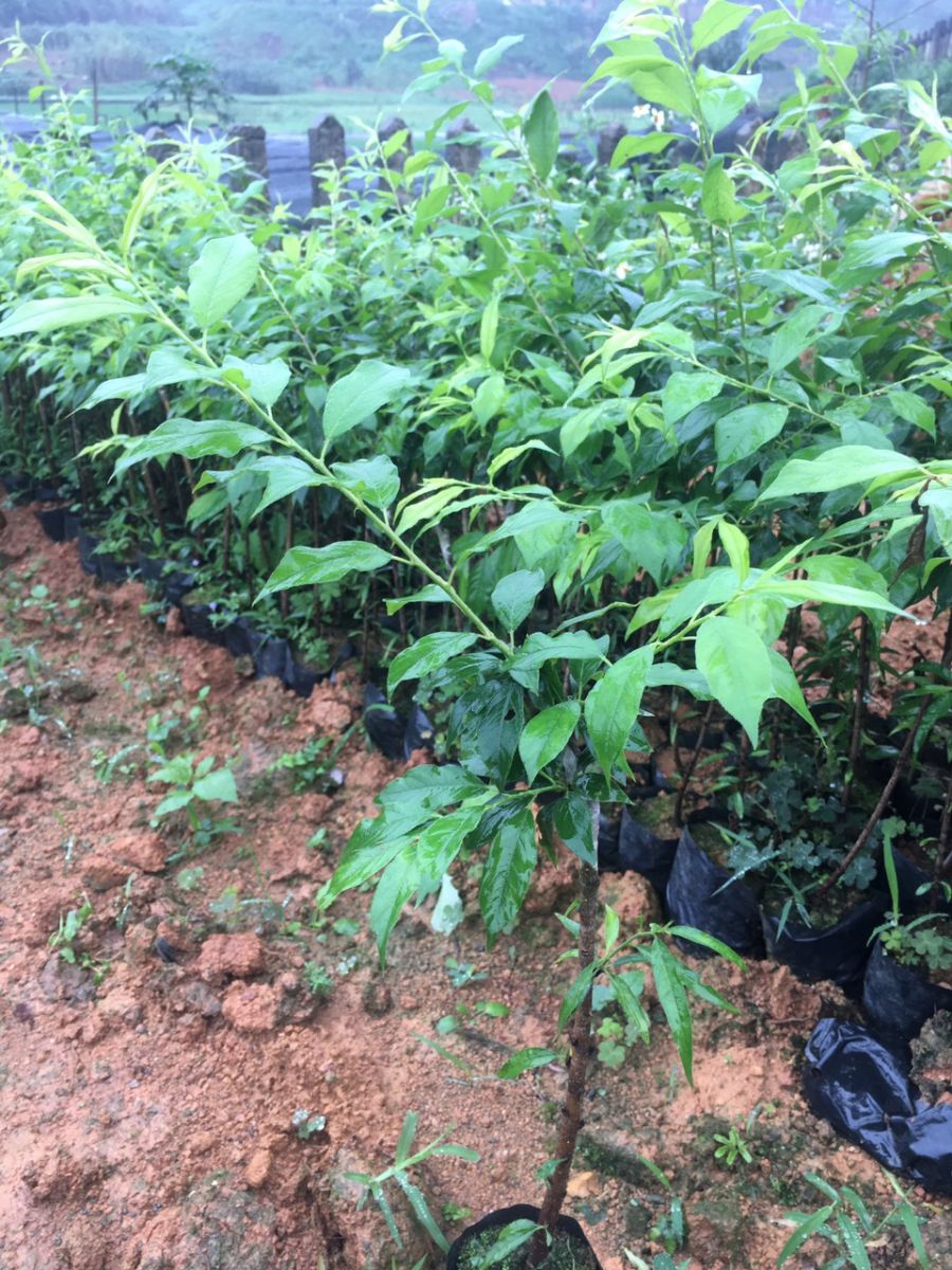 CÂY GIỐNG MẬN NGỌT MỘC CHÂU