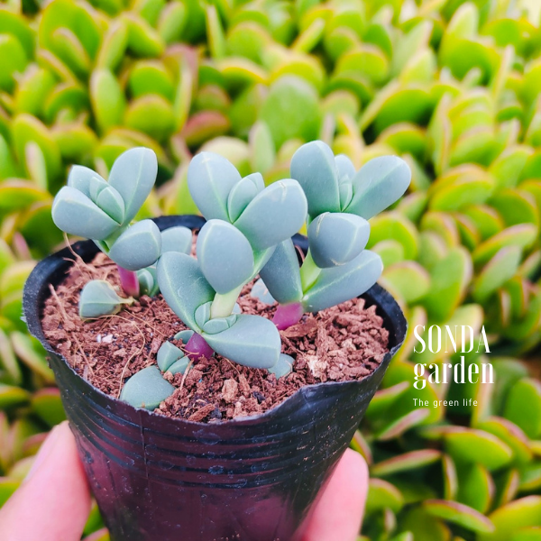SEN ĐÁ TIM SIZE BÉ SIÊU KHỎE, ĐẸP LỖI 1 ĐỔI 1