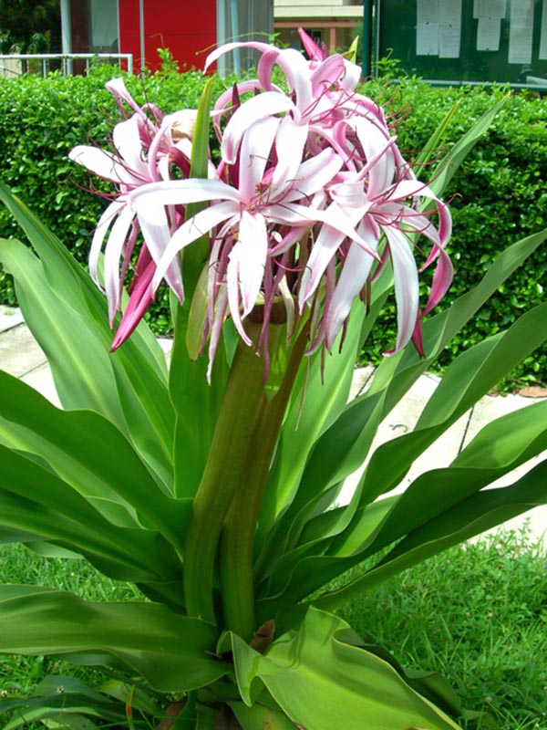 Củ giống cây hoa náng đỏ nặn bong gân