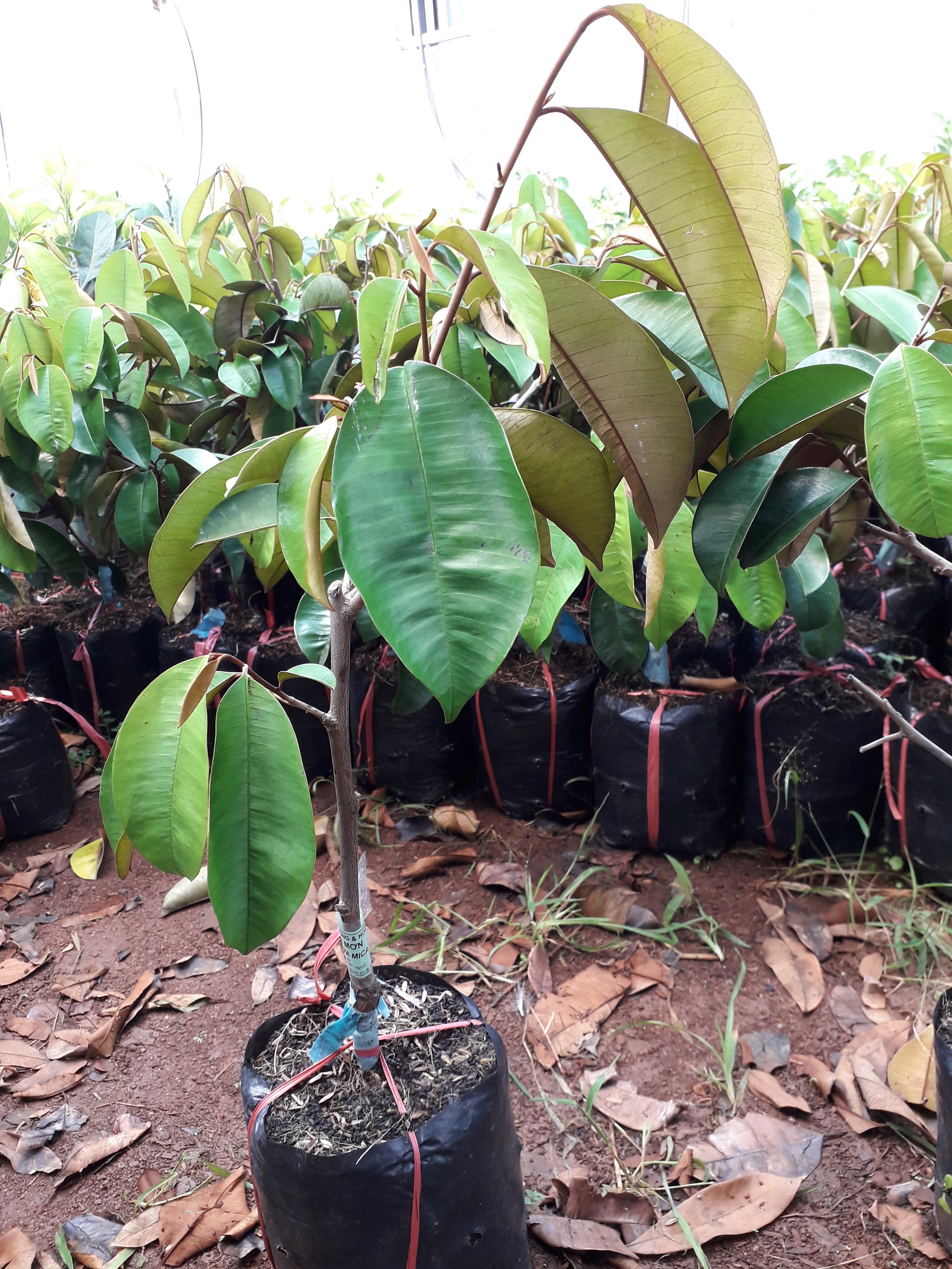 Cây giống Vú Sữa Bơ Hồng [ Cây ghép cho trái sớm, quả to trĩu quả ].