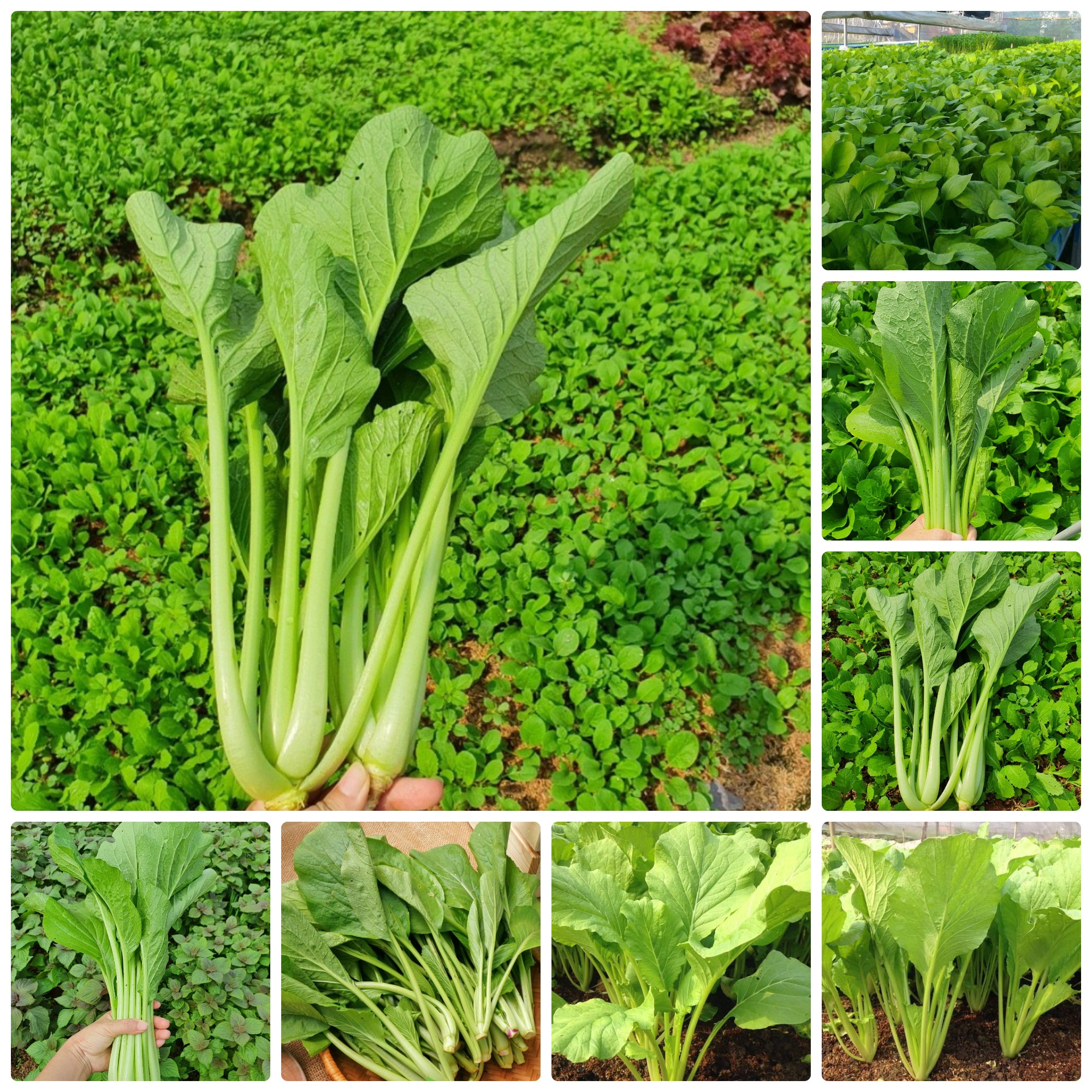 Hạt giống Cải ngọt gói 50gr