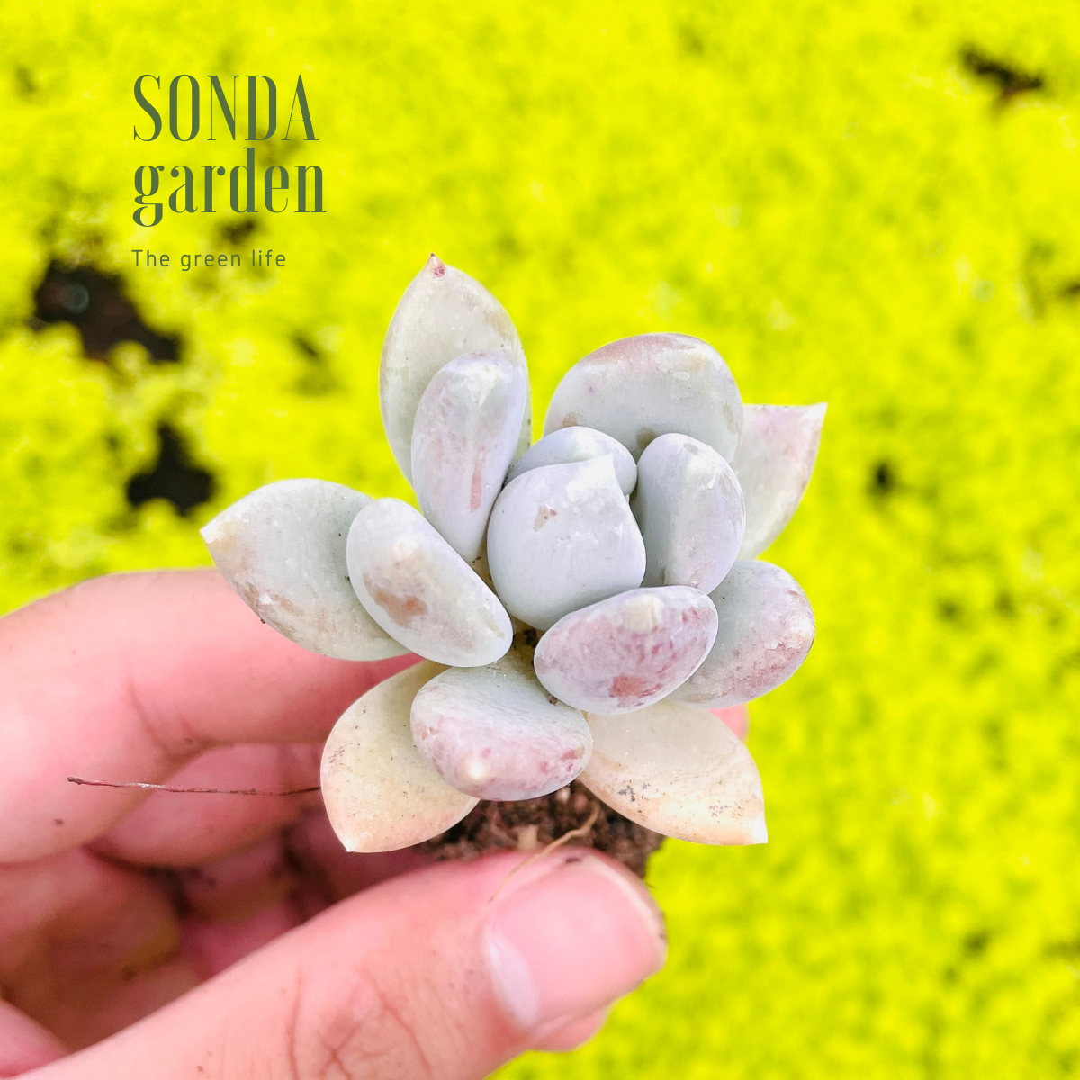 SEN ĐÁ SỎI XANH SIZE MINI LỖI 1 ĐỔI 1