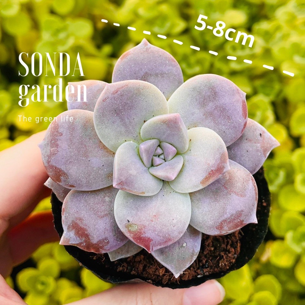 SEN ĐÁ DĨA HỒNG SIZE BÉ LỖI 1 ĐỔI 1