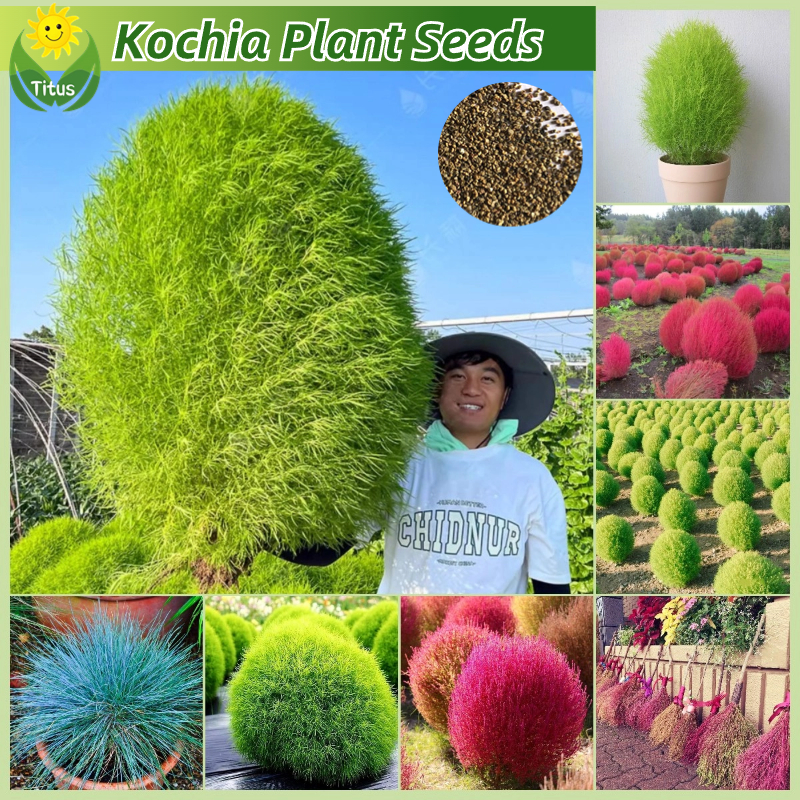 100% Legit Red Green Kochia Seeds Kochia Plant Flower Seeds for Planting &  Gardening (70pcs/bag) Kochia Scoparia Ground Cover Plants for Garden  Landscaping Decor Bonsai Potted Live Plants Air Purifying Indoor Plants