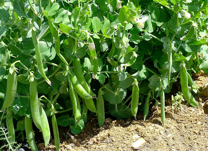 Hạt Giống Đậu Hà Lan Bụi Lùn (ECO.466)