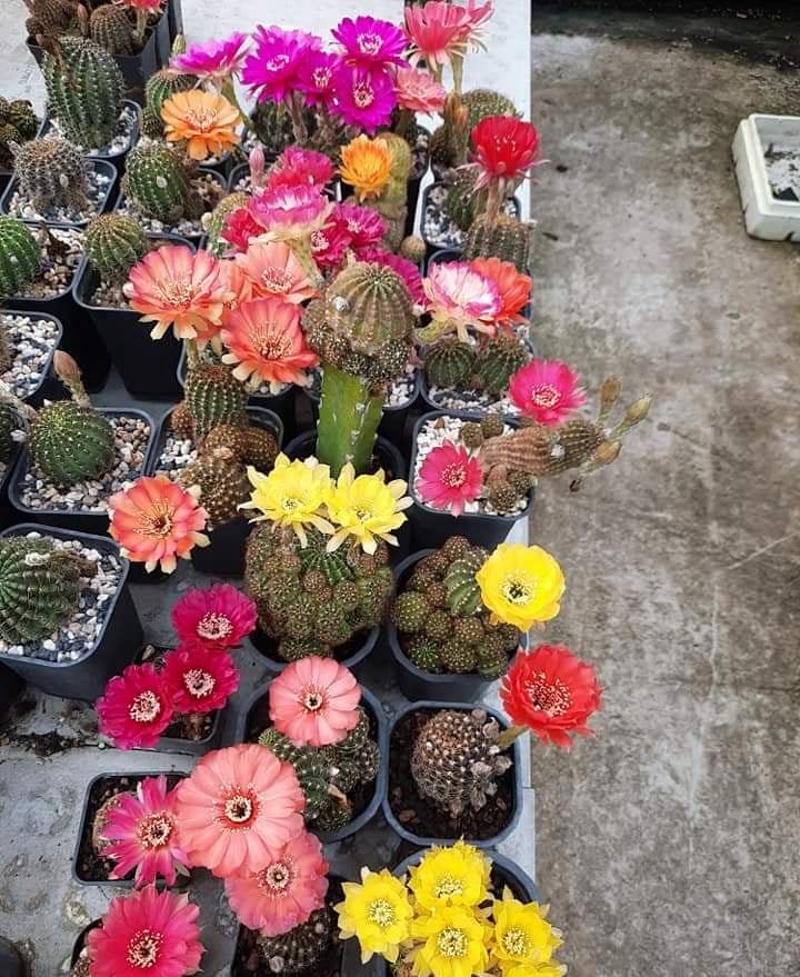 [HCM]Xương rồng lobi mix màu cây siêng hoa to đẹp dễ chăm (Màu ngẫu nhiên) cây truongr thành