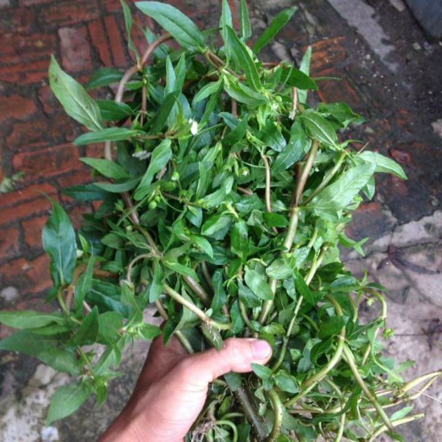 Bài thuốc chữa bệnh trĩ từ cây nhọ nồi Bài thuốc chữa bệnh trĩ từ cây nhọ nồi
