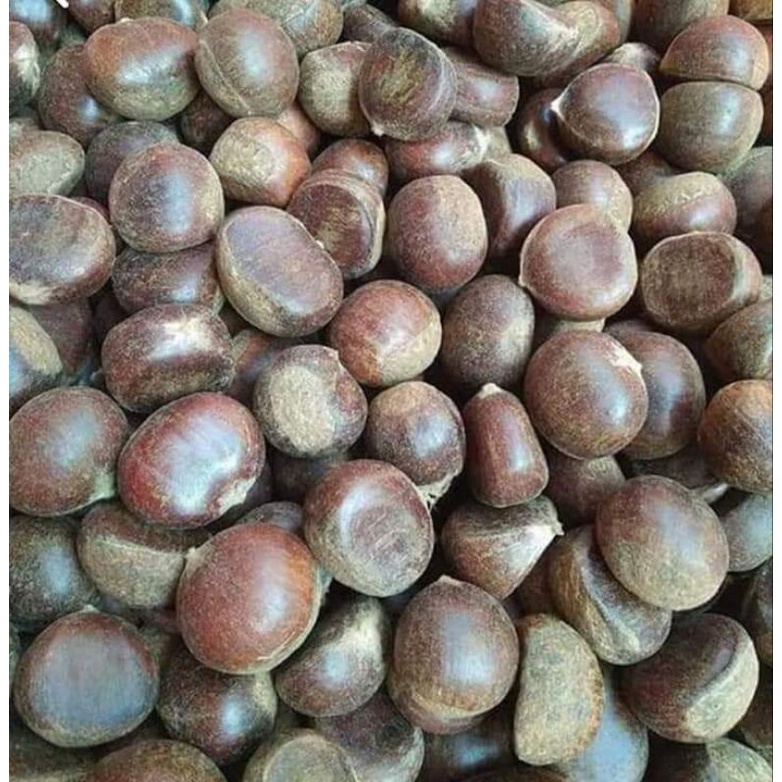 cây giống hạt dẻ