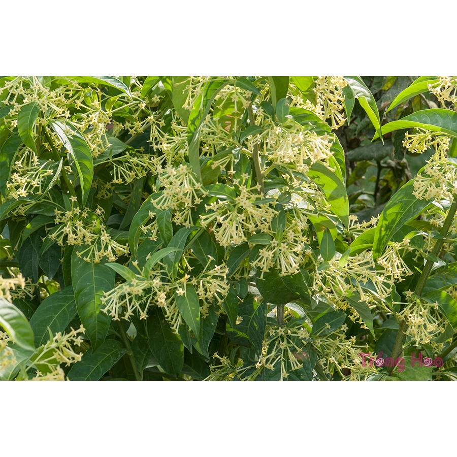 Hoa dạ lý hương - bầu cây giống