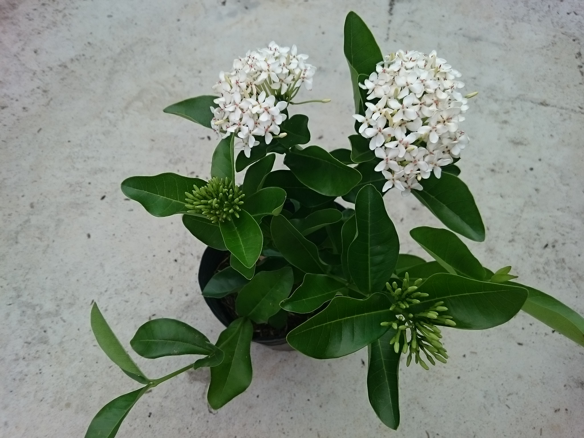 Cây Mẫu Đơn Trắng (Lá Trung) - cây bông trang trắng
