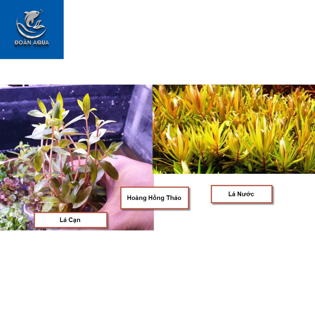 Cây Thủy Sinh Cắt Cắm (Tổng Hợp)
