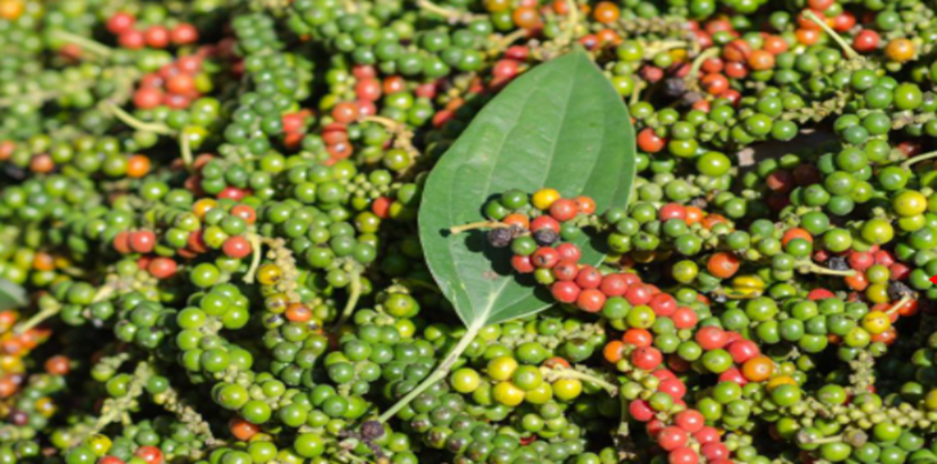 1kg Tiêu đen vườn sạch