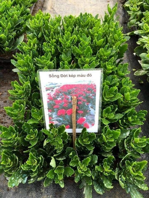 Cây hoa sống đời kép đang nụ (gửi cây như hình)