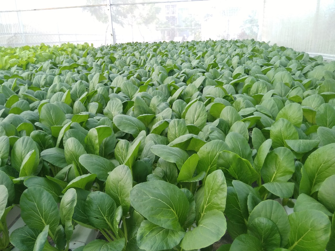 (Gói 20G )Hạt giống rau cải ngọt F1