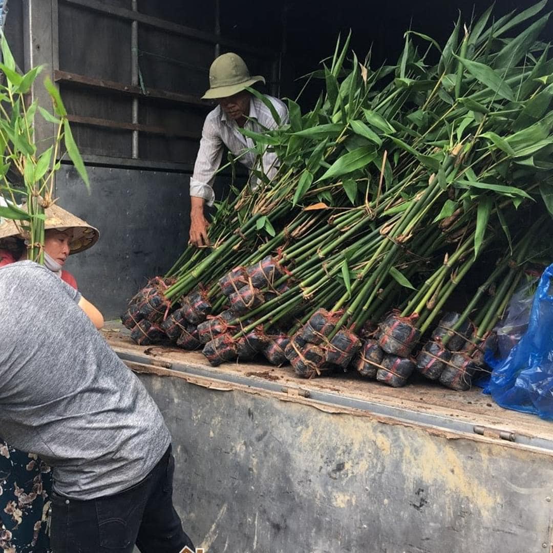 cây giống măng đen măng lục trúc