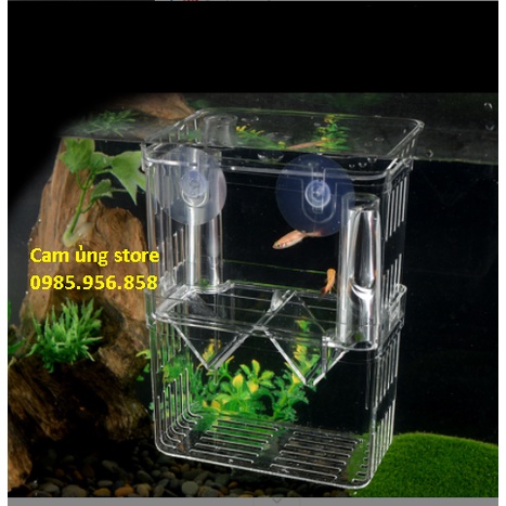 Lồng đẻ cho cá- lồng ấp cá bảy màu- size trung