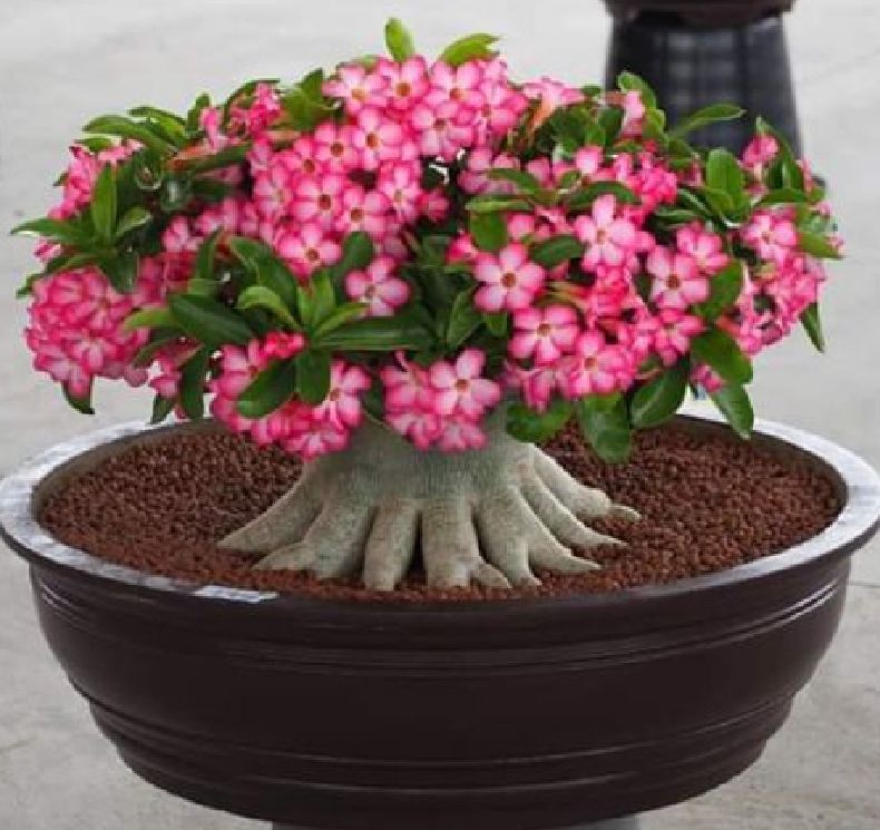 Hạt giống cây hoa sứ kim tự tháp - Gói 5 hạt
