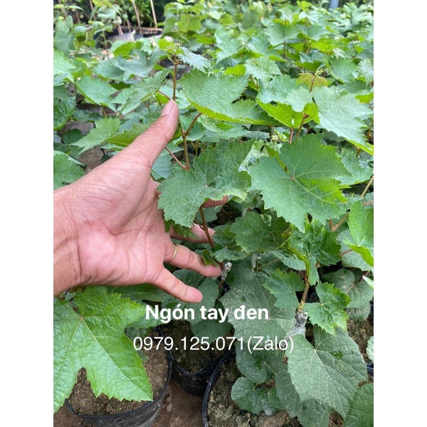 Cây Nho Giống Ngón Tay Đen Không Hạt (Tặng phân bón khi 2 Cây trở lên)