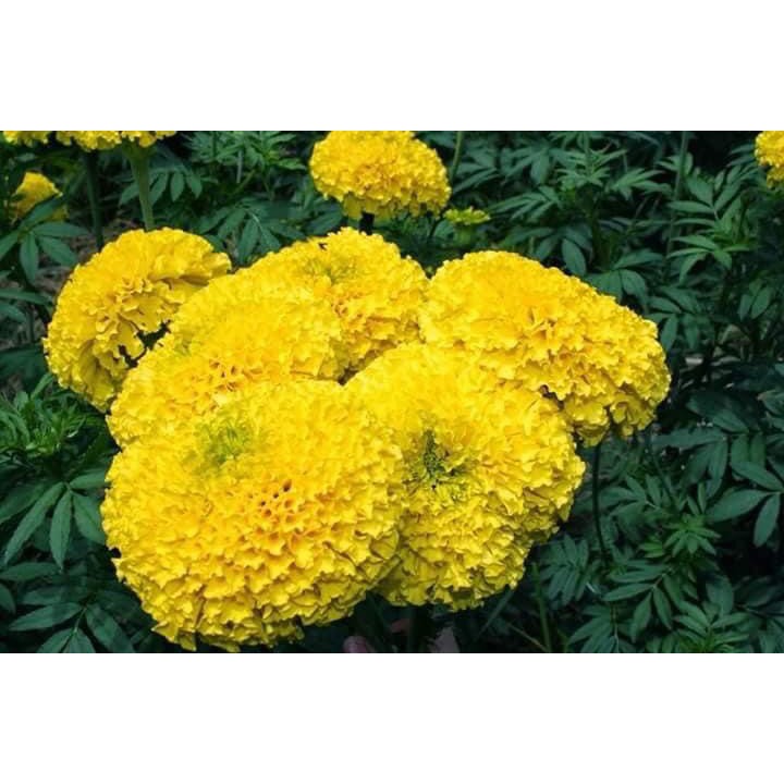 Hạt Giống Hoa Vạn Thọ Mỹ F1
