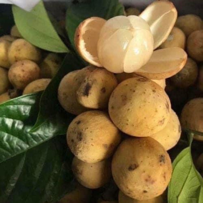 CÂY GIỐNG BÒN BON THÁI- cây cao 50-65cm
